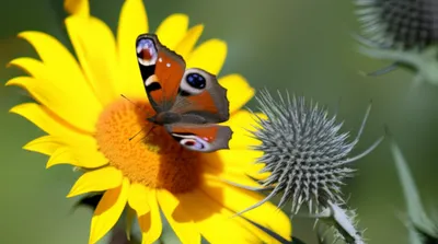 Illustration hovering - Image 1