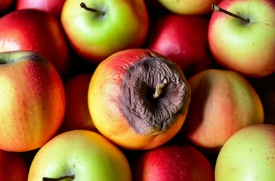 Illustration stale - Image 1