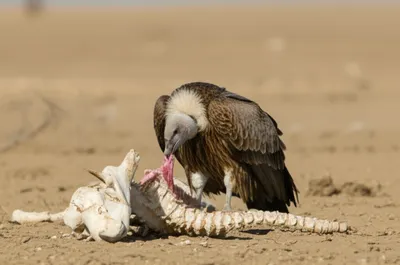 Illustration scavenging - Image 1