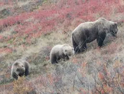 Illustration forage - Image 2