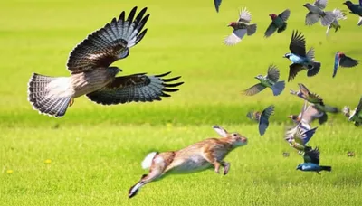 Illustration checks - Image 1