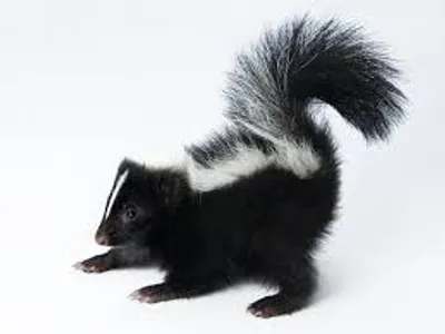 Illustration skunk - Image 2