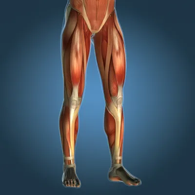 Illustration shank - Image 1