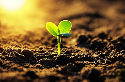 Illustration born - Image 1