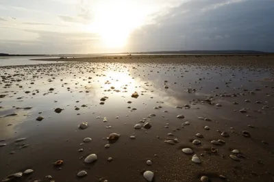 Illustration lays - Image 1