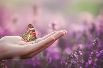 Illustration gentler - Image 1