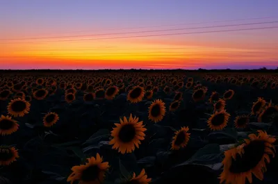 Illustration darkened - Image 1