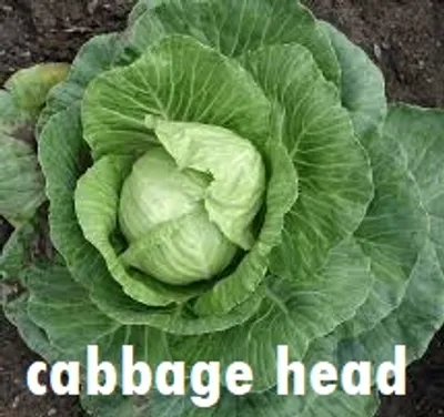 Illustration head - Image 8