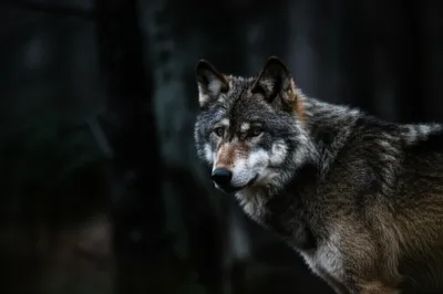 Illustration leers - Image 1