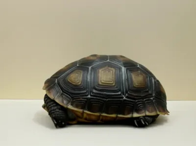 Illustration retracting