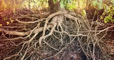 Illustration root - Image 2