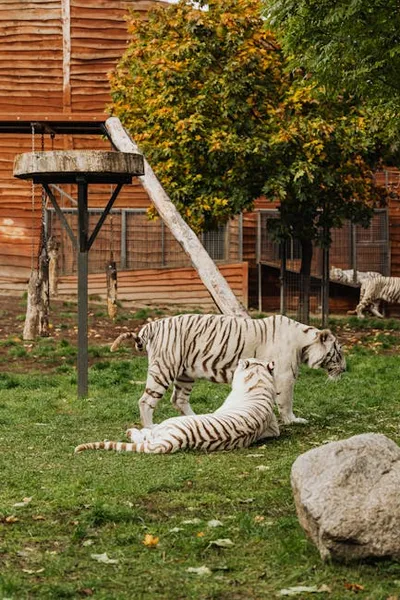 Illustration felines - Image 2