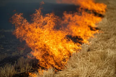 Illustration blazing - Image 1