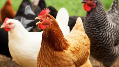 Hình ảnh minh họa chucking - Ảnh 1