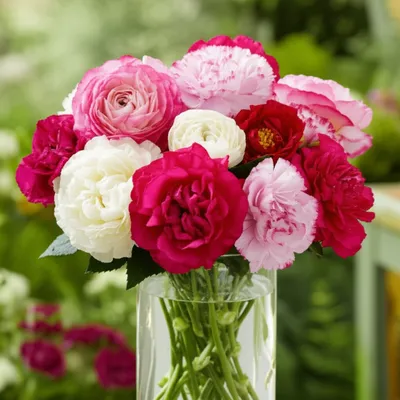 Illustration carnations