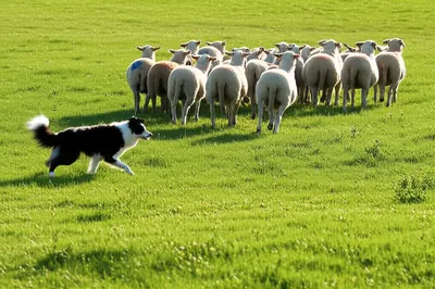 Illustration draught - Image 1