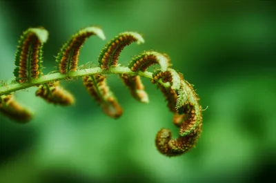 Illustration sporangiophore - Image 1