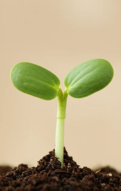 Illustration dicotyledons