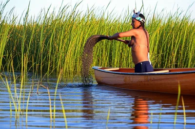 Illustration ricer - Image 1