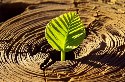 Illustration regenerated - Image 1