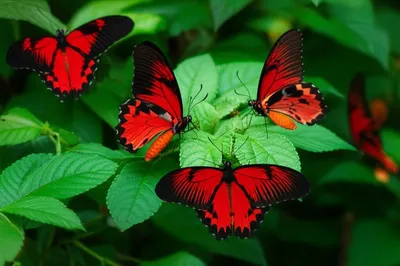 Illustration rose - Image 1