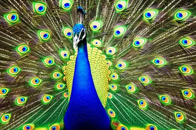 Illustration displayed - Image 1