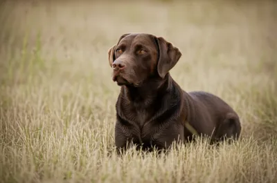 Illustration charge - Image 1