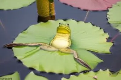 Illustration splay - Image 1