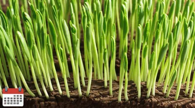 Illustration incidence - Image 1