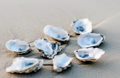 Illustration pearly - Image 1