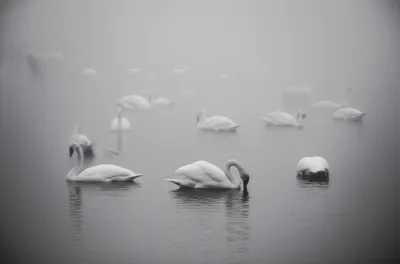 Illustration lamentation - Image 1