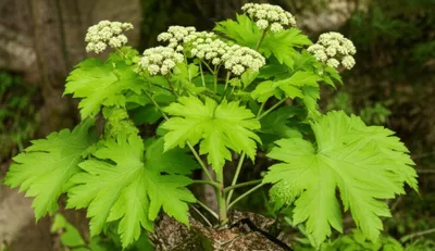 Illustration spikenard - Image 1