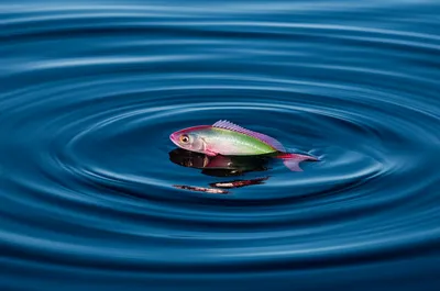 Illustration surfacing - Image 1