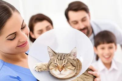 Illustration neuter - Image 1