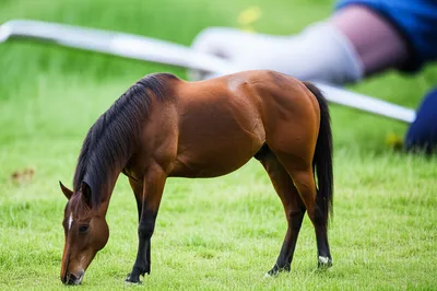 Illustration gelded - Image 1