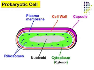 Illustration capsule - Image 4