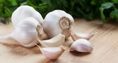 Illustration garlic - Image 2