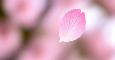 Illustration fleeting - Image 1