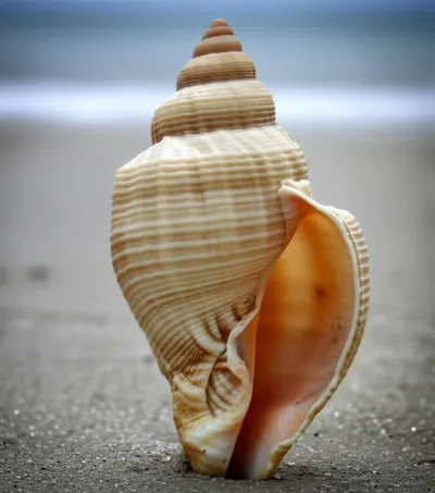 Illustration cone - Image 1