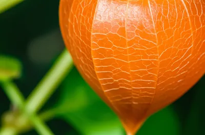 Illustration physalis - Image 1