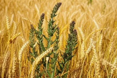 Illustration tare - Image 1