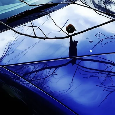 Illustration mutes - Image 1