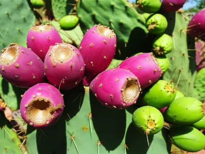 Illustration opuntias - Image 1