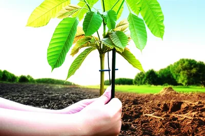 Illustration rehabilitations