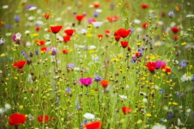 Illustration wildling - Image 1