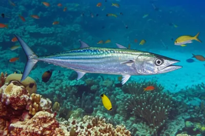 Illustration cero - Image 1