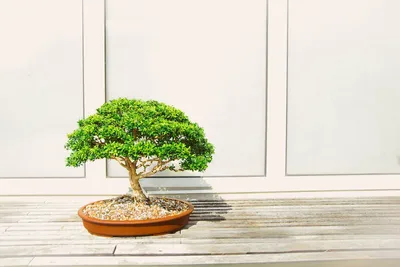 Illustration bonsai - Image 2