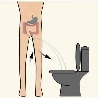 Illustration excreting - Image 1