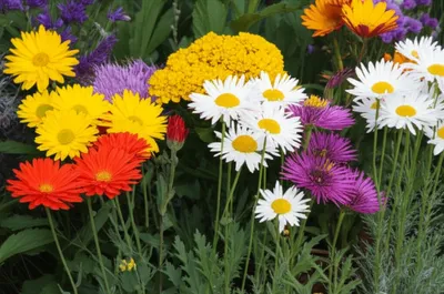 Illustration daisies - Image 1