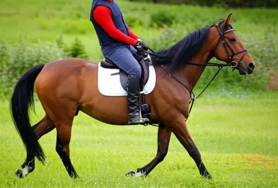 Illustration ride - Image 1